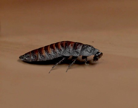 Schädlingsbekämpfung